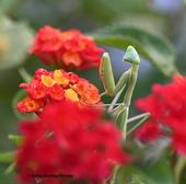 A female praying mantis, Stagmomantis limbata, poses for a portrait in a Lantana patch in a Vacaville garden. (Photo by Kathy Keatley Garvey)